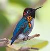 bumbarski kolibrić
